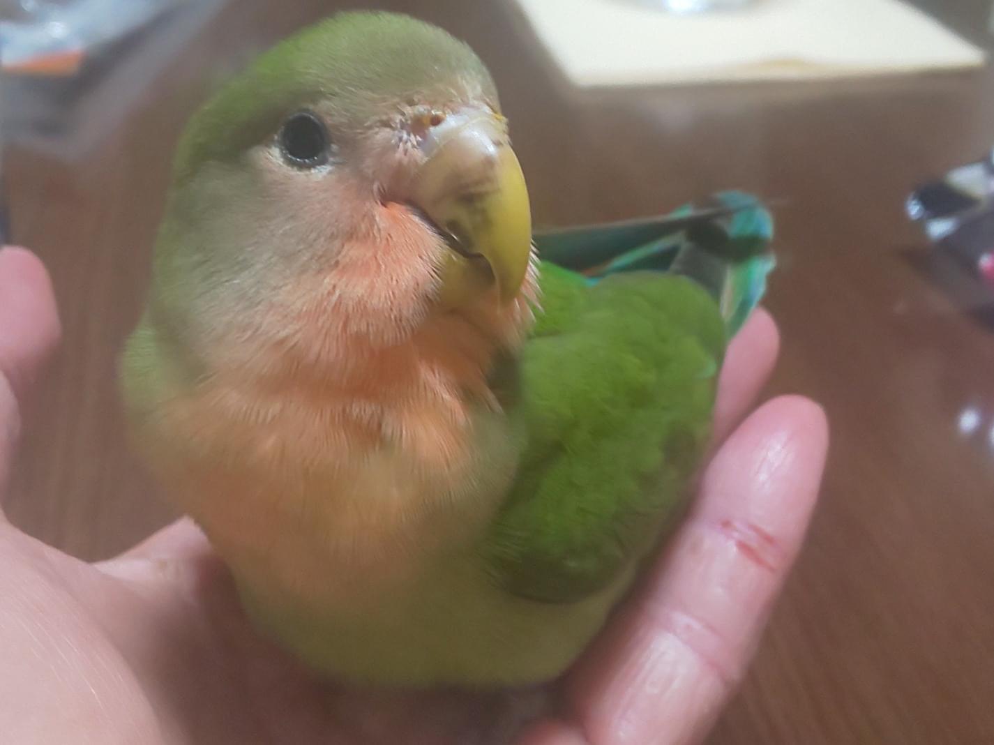 だいずちゃん だいずちゃん