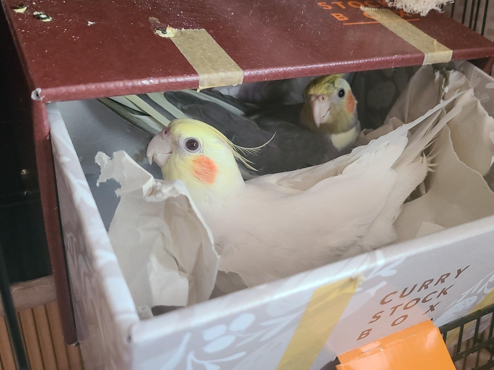 雪ミルクちゃん