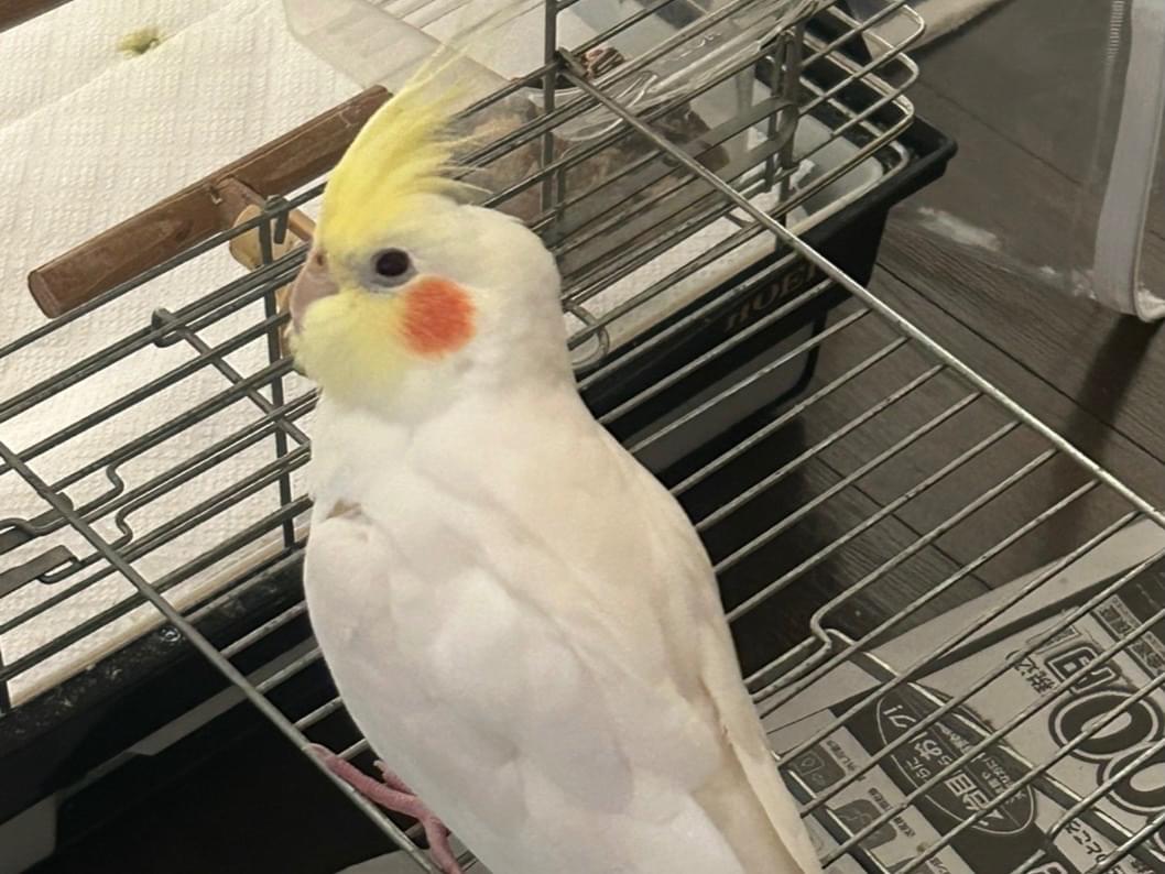 ぴのちゃん ぴのちゃん