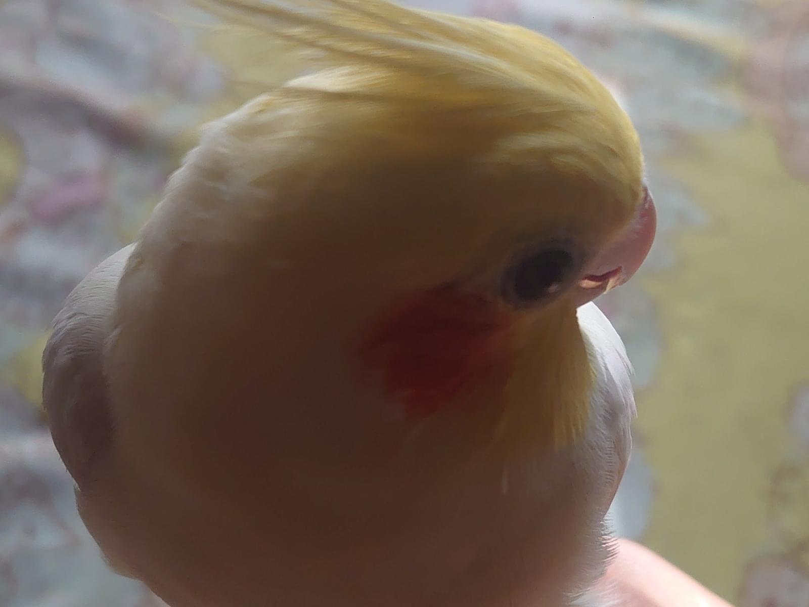 ピピちゃん ピピちゃん