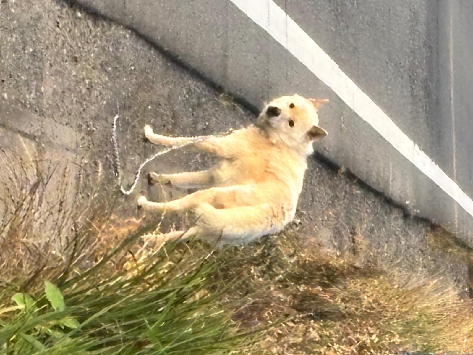 目撃された犬 目撃された犬