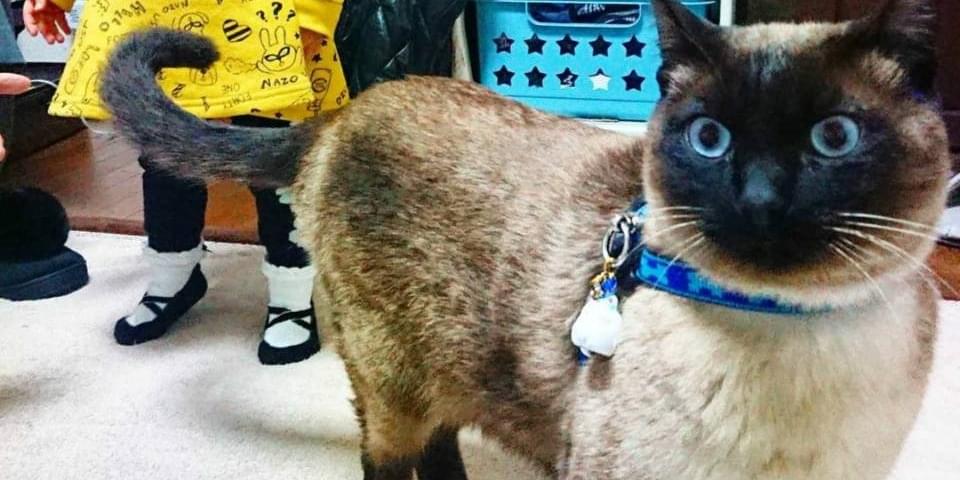 シャム系の そばちゃん さがしてます