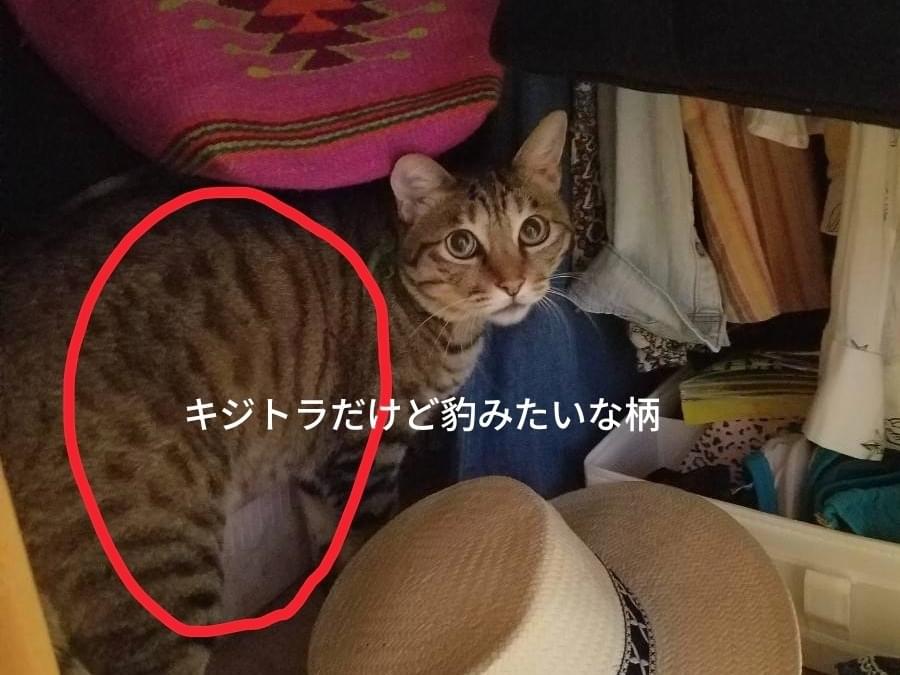 ミーちゃん ミーちゃん