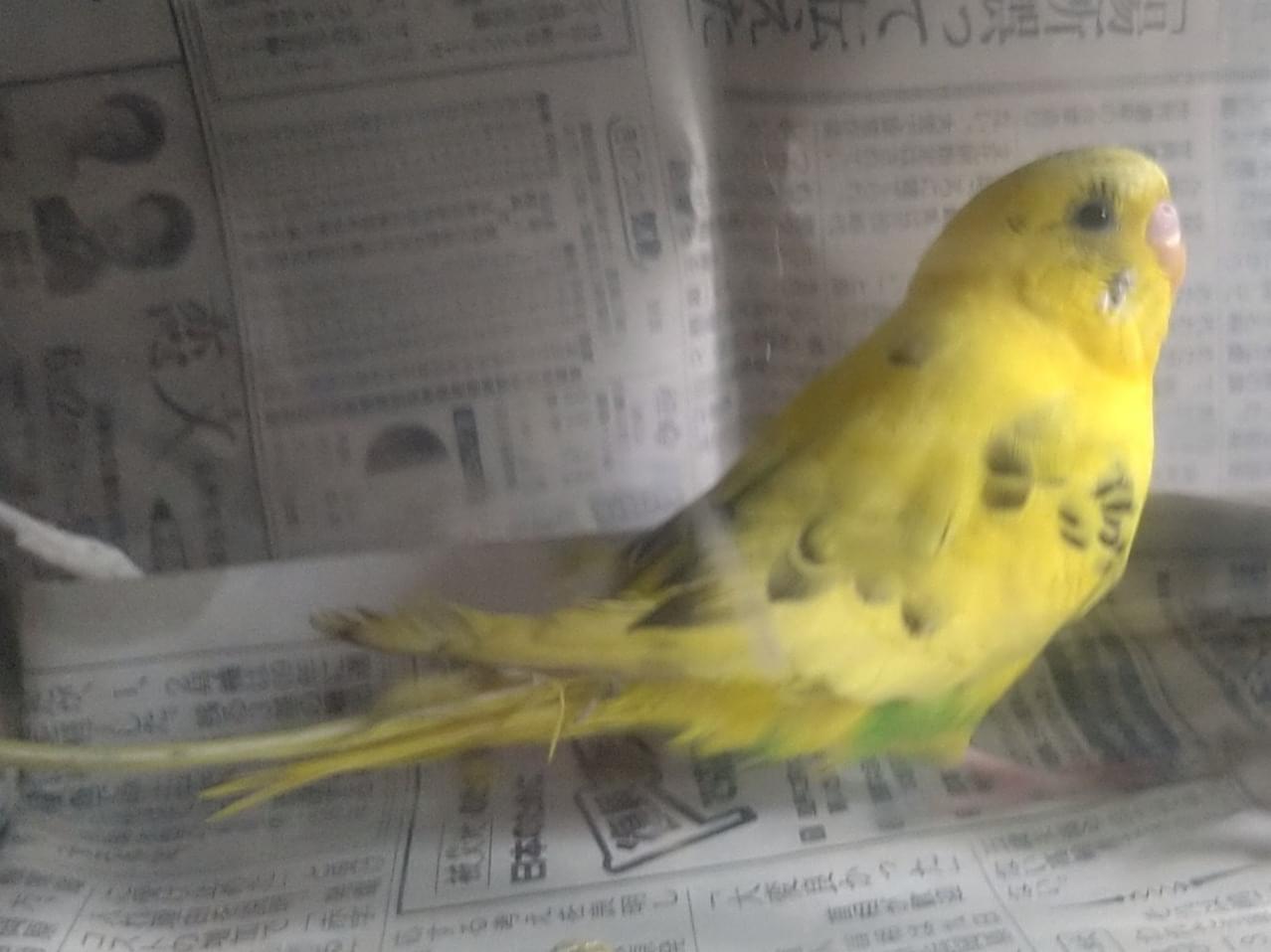 保護された鳥 保護された鳥