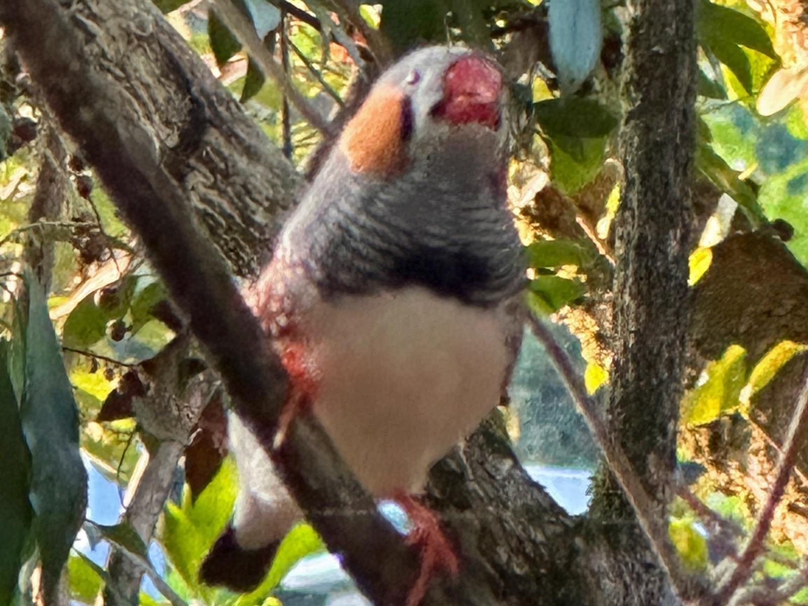 目撃された鳥 目撃された鳥