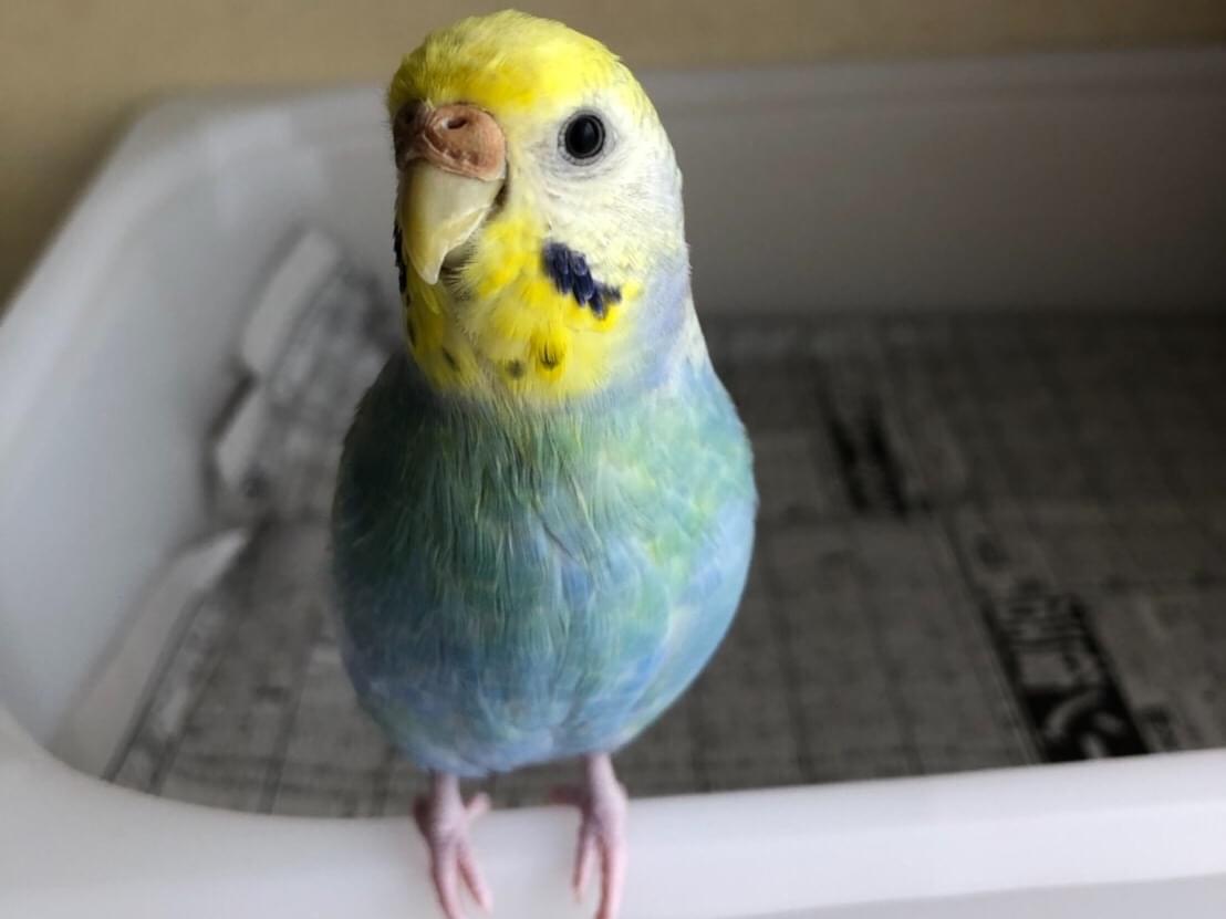 レオちゃん レオちゃん