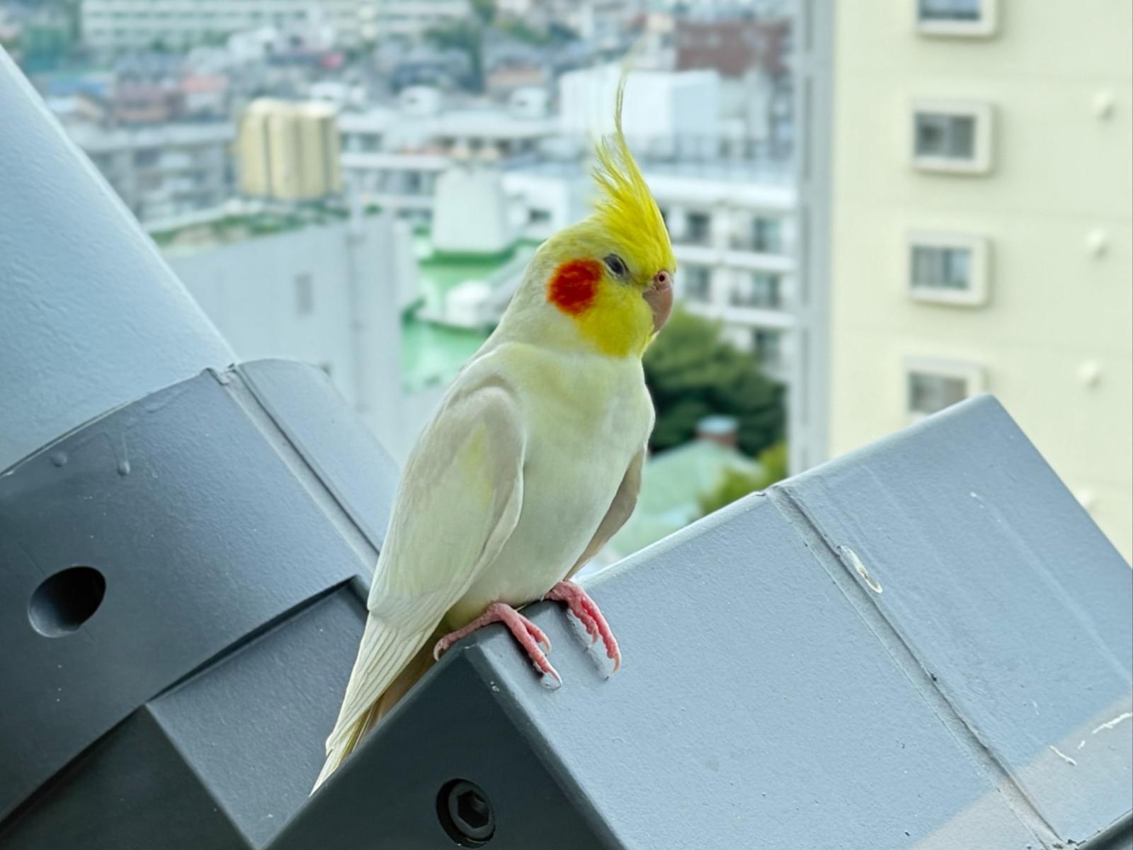 目撃された鳥 目撃された鳥