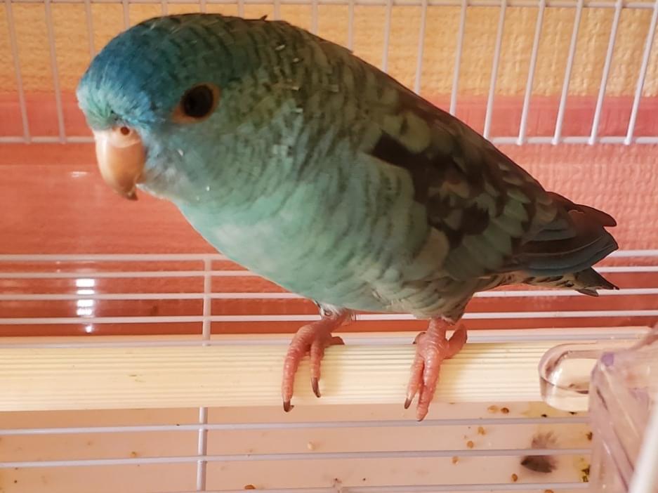 保護された鳥 保護された鳥