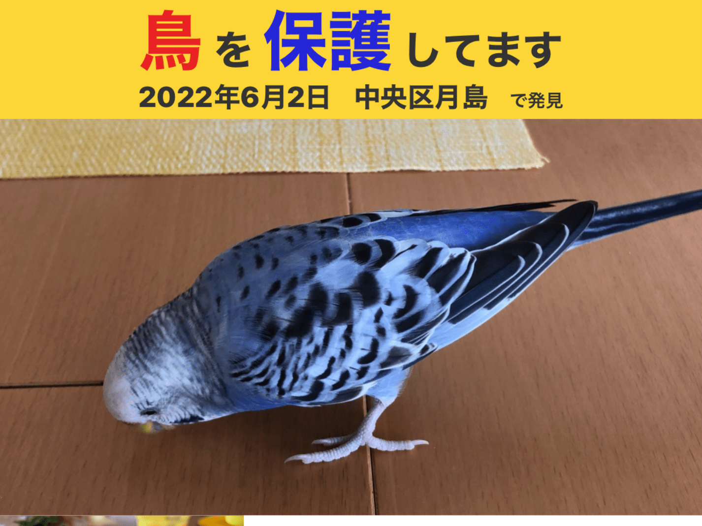 保護された鳥 保護された鳥