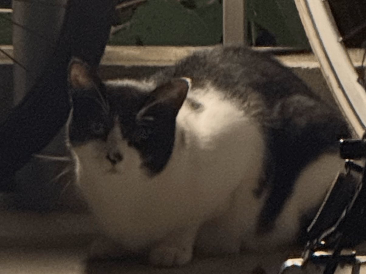目撃された猫 目撃された猫