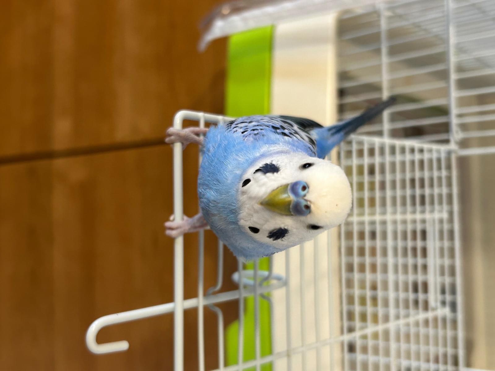 おもちちゃん おもちちゃん