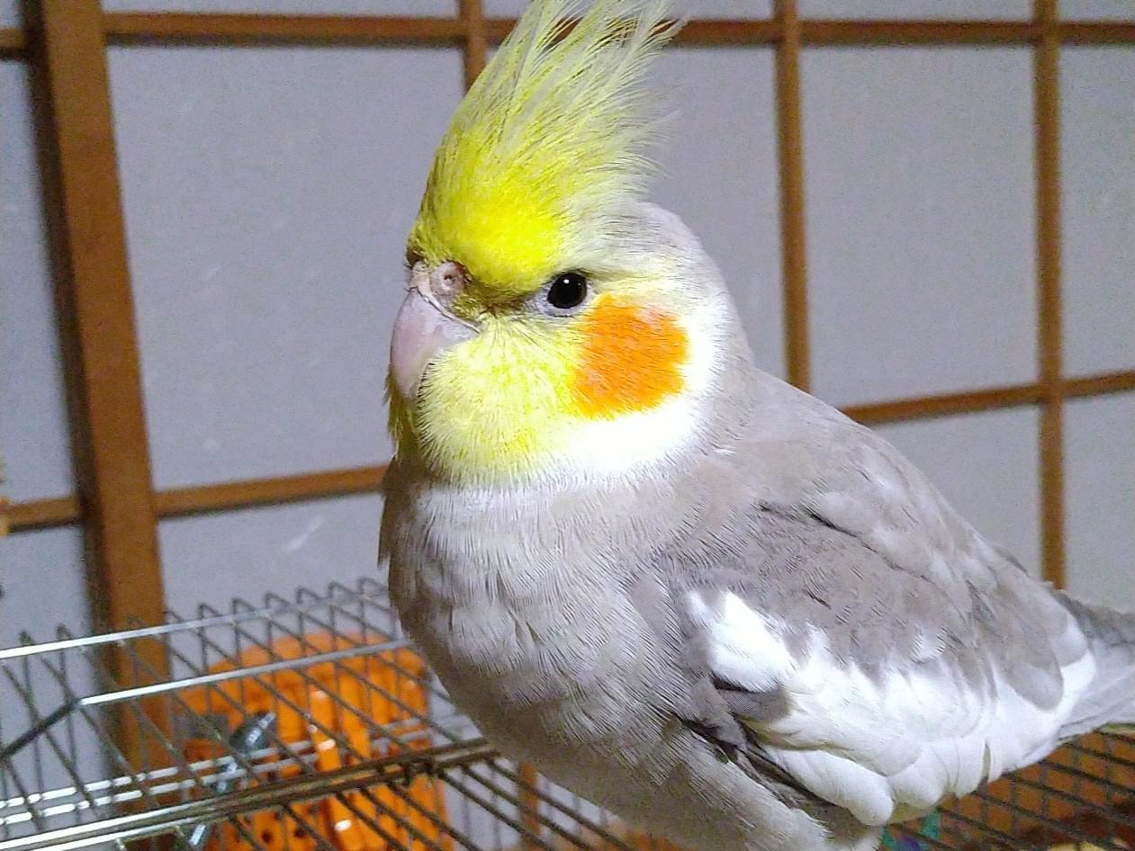 保護された鳥 保護された鳥