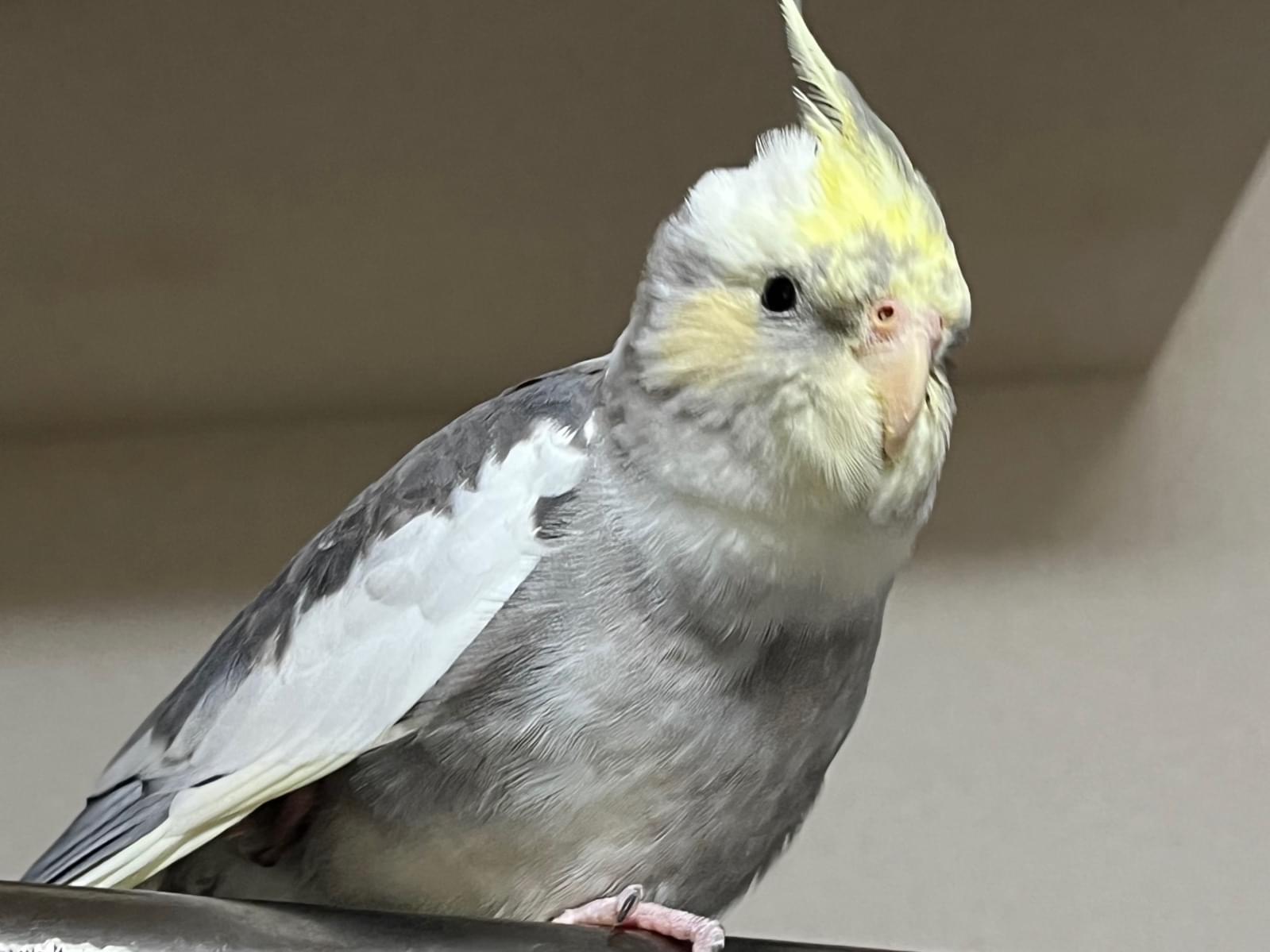 かいちゃん