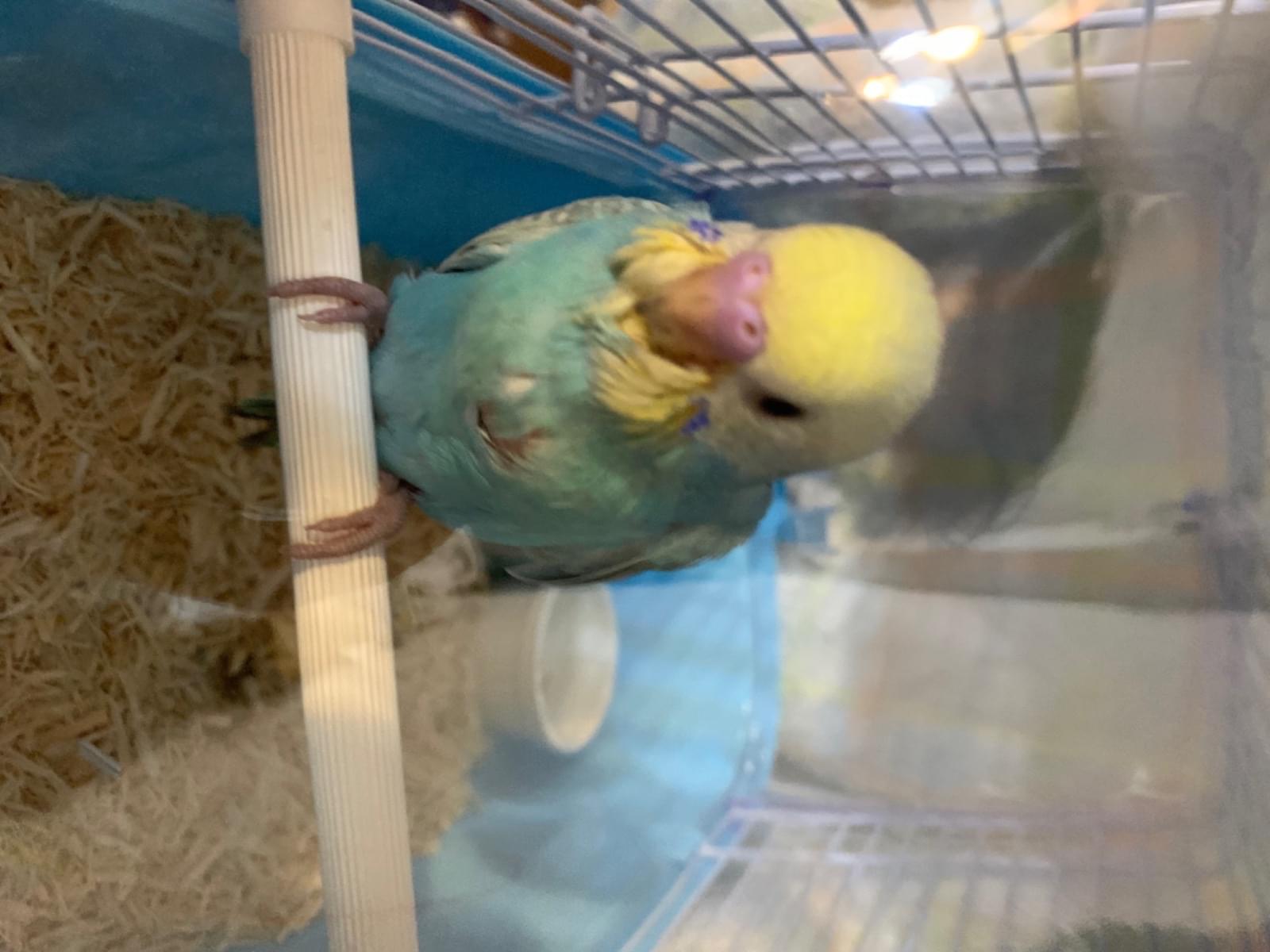 あおちゃん あおちゃん