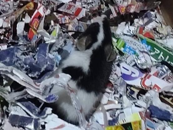 保護されたペット