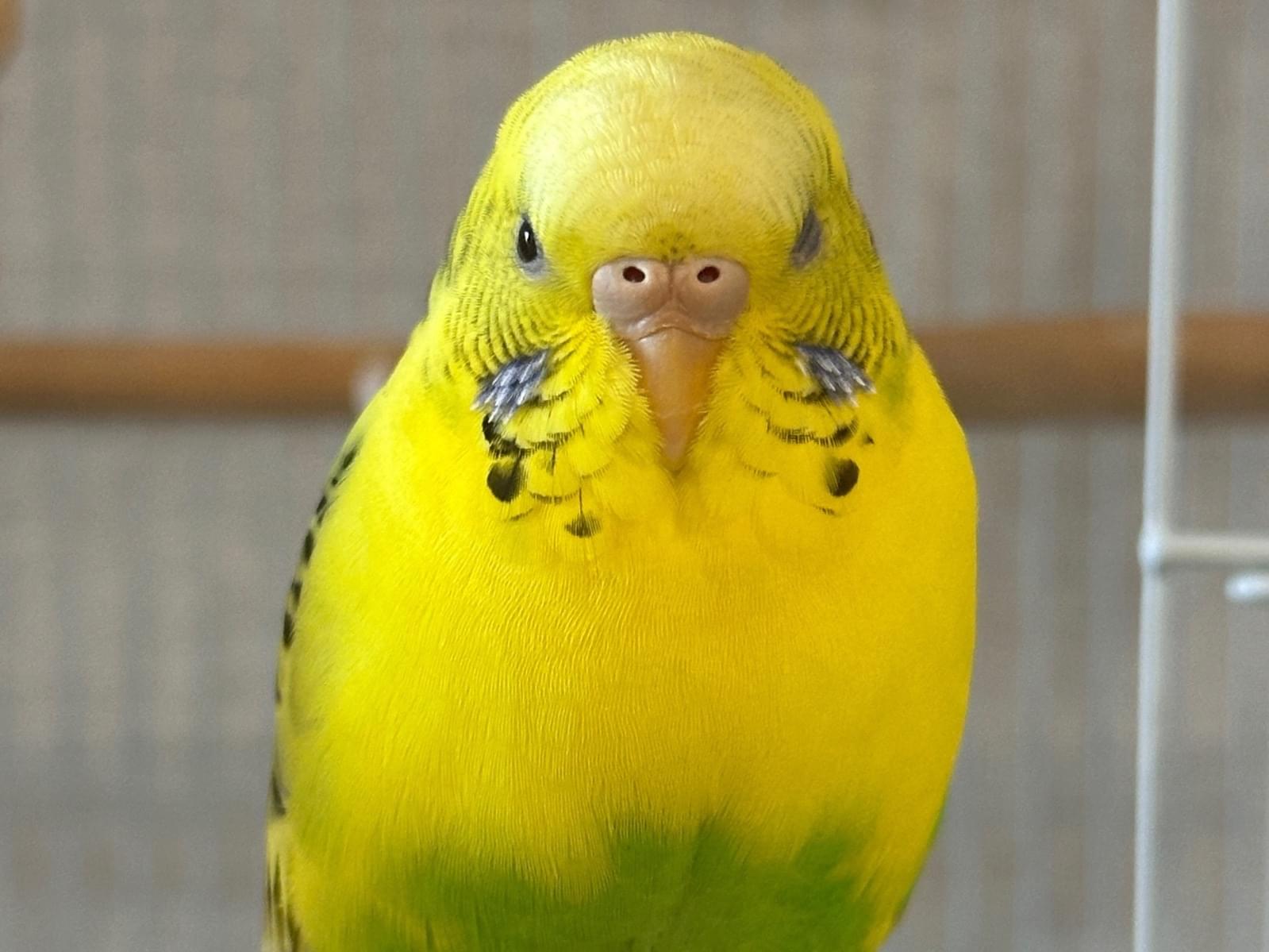きなこちゃん きなこちゃん