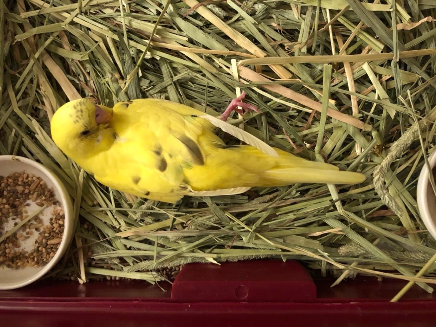 ララちゃん ララちゃん
