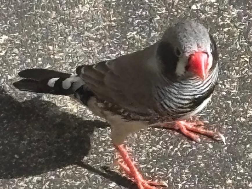 保護された鳥 保護された鳥