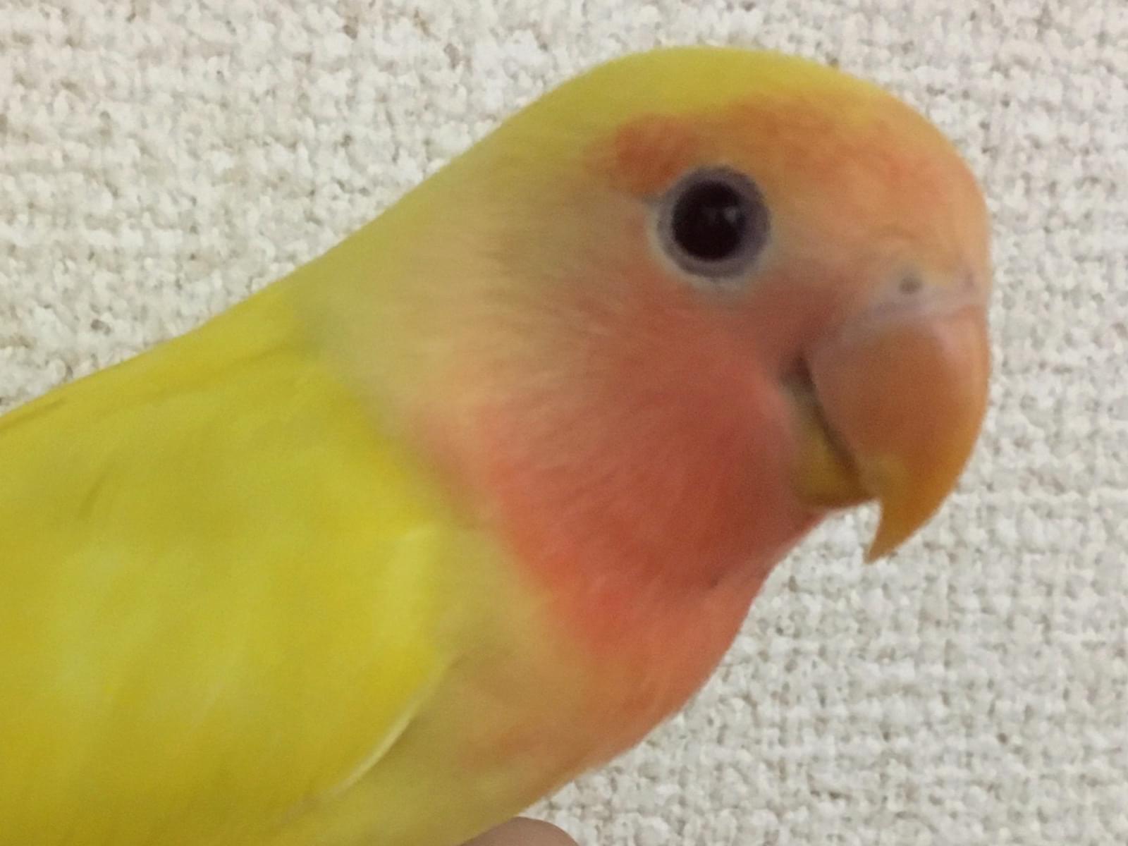 ジミンちゃん ジミンちゃん