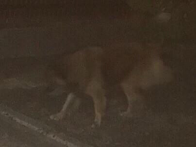 目撃された犬 目撃された犬