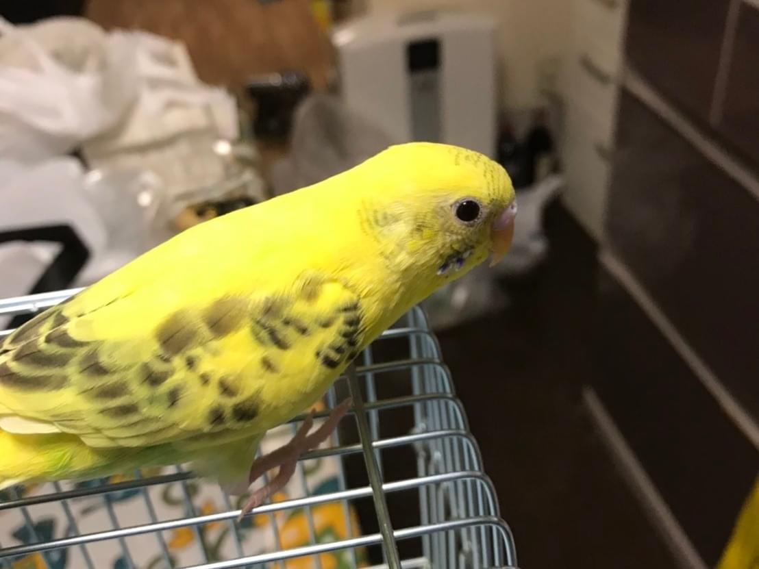 リュウちゃん リュウちゃん