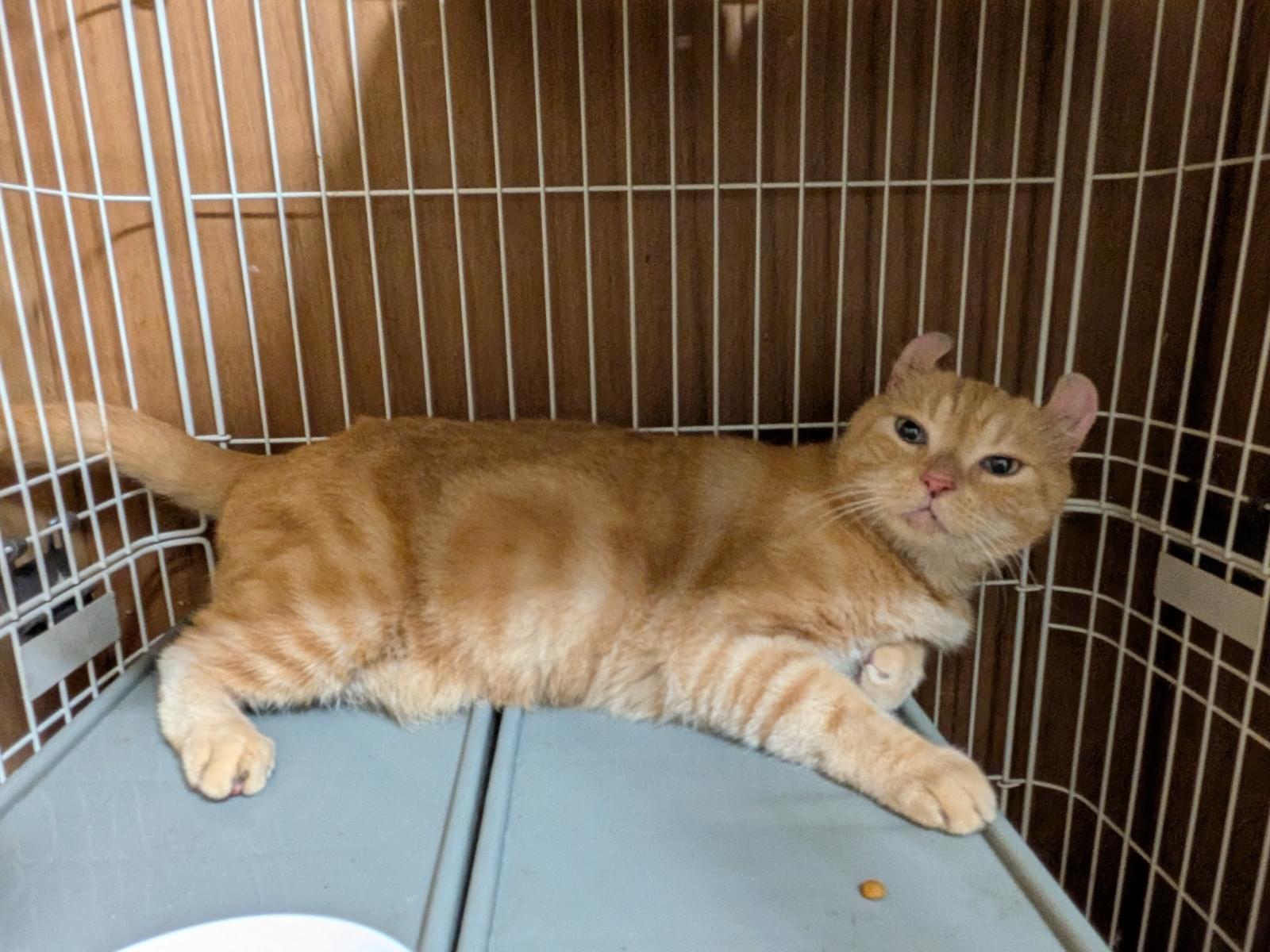 保護された猫