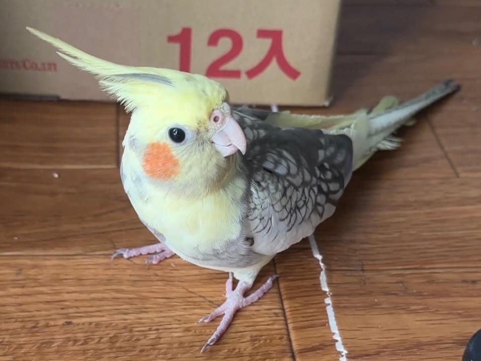 ジェシーちゃん