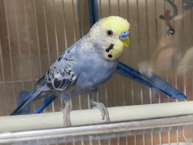 ピーちゃん ピーちゃん