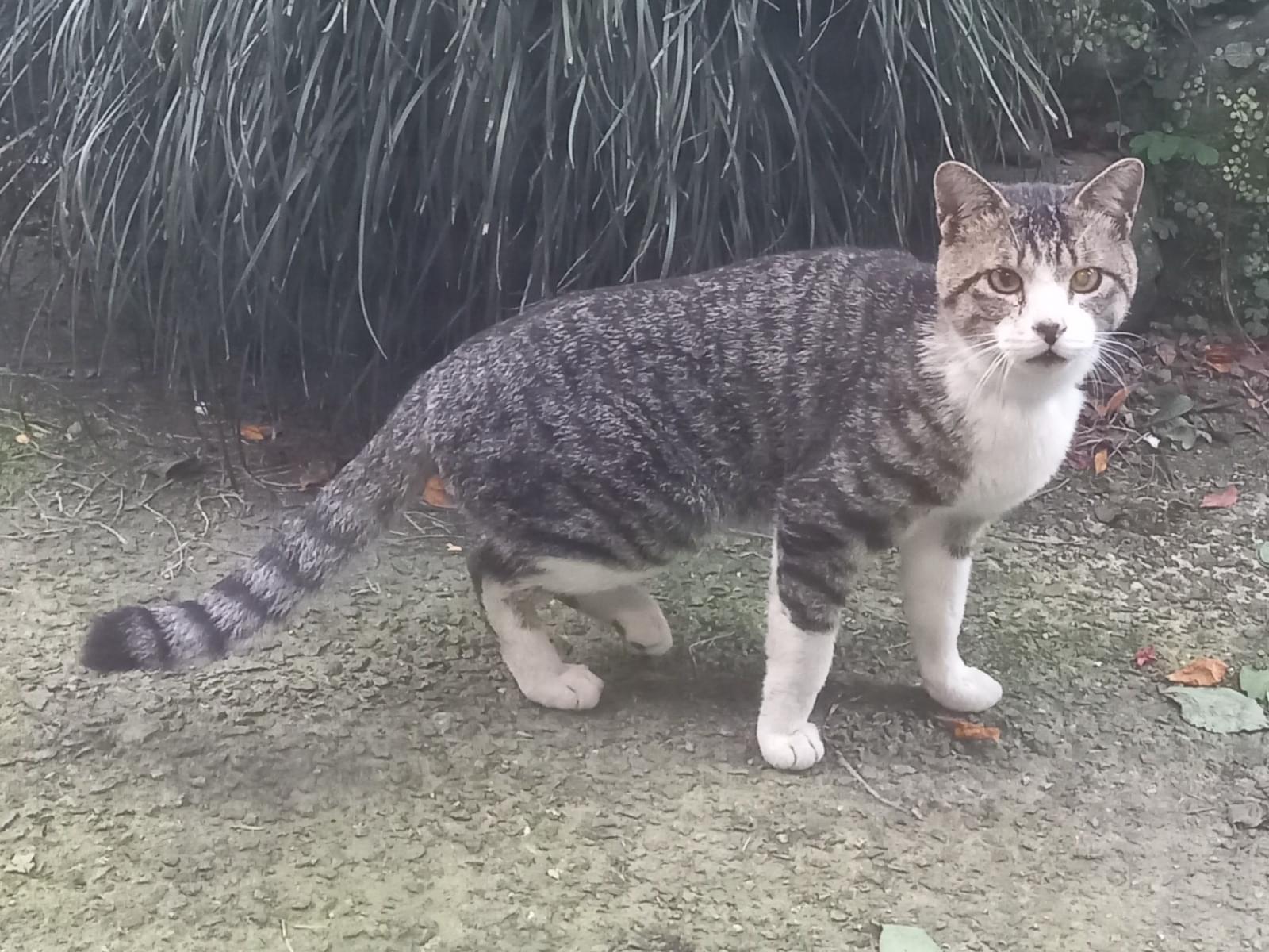 目撃された猫