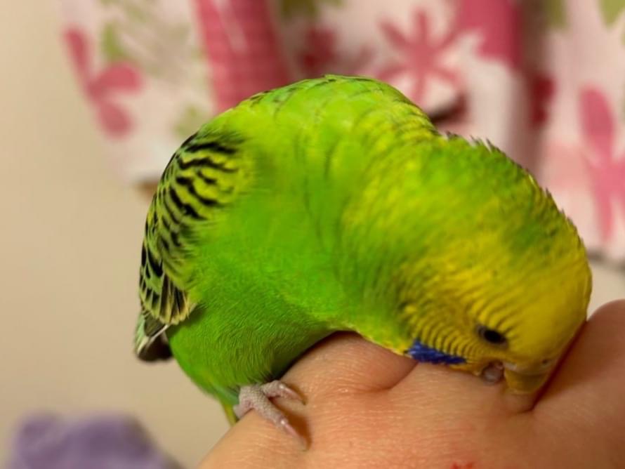 保護された鳥 保護された鳥