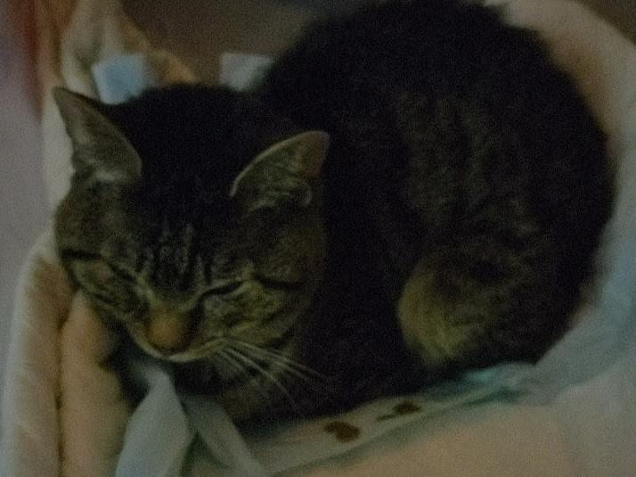 保護された猫