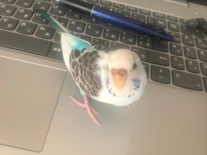 迷子になった鳥 迷子になった鳥