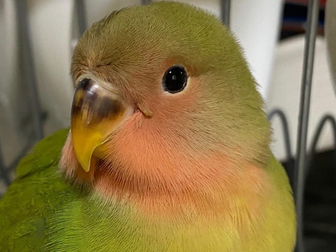 トリキちゃん トリキちゃん
