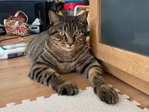 THE・雑種猫(キジトラ)を探しています❗️