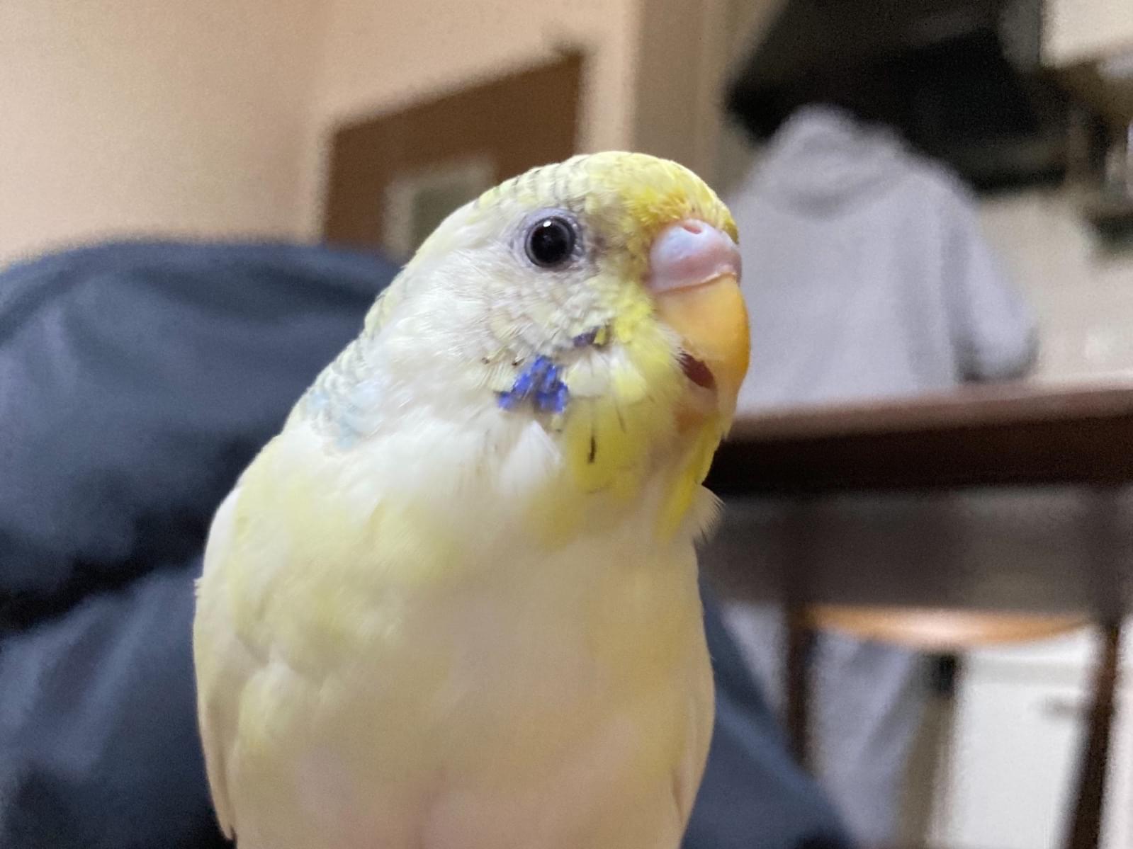 タマゴちゃん タマゴちゃん