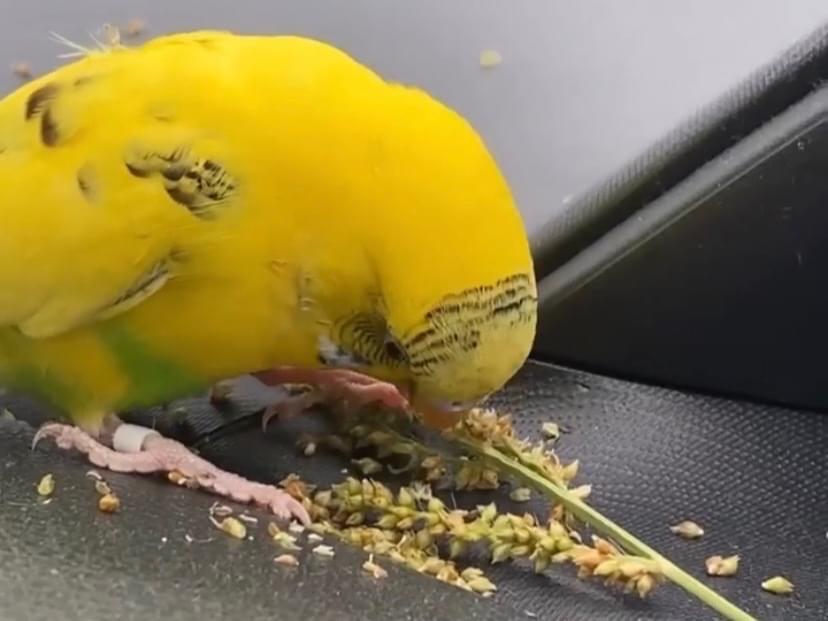 保護された鳥 保護された鳥