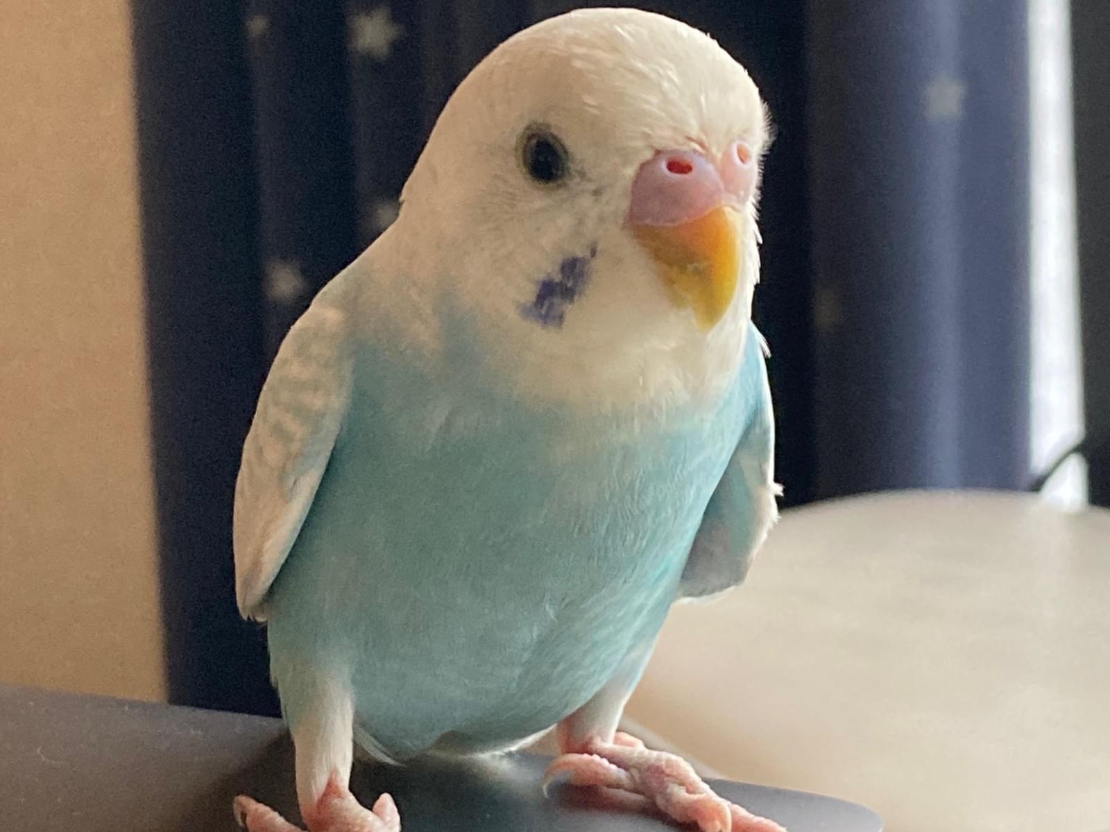 保護された鳥 保護された鳥
