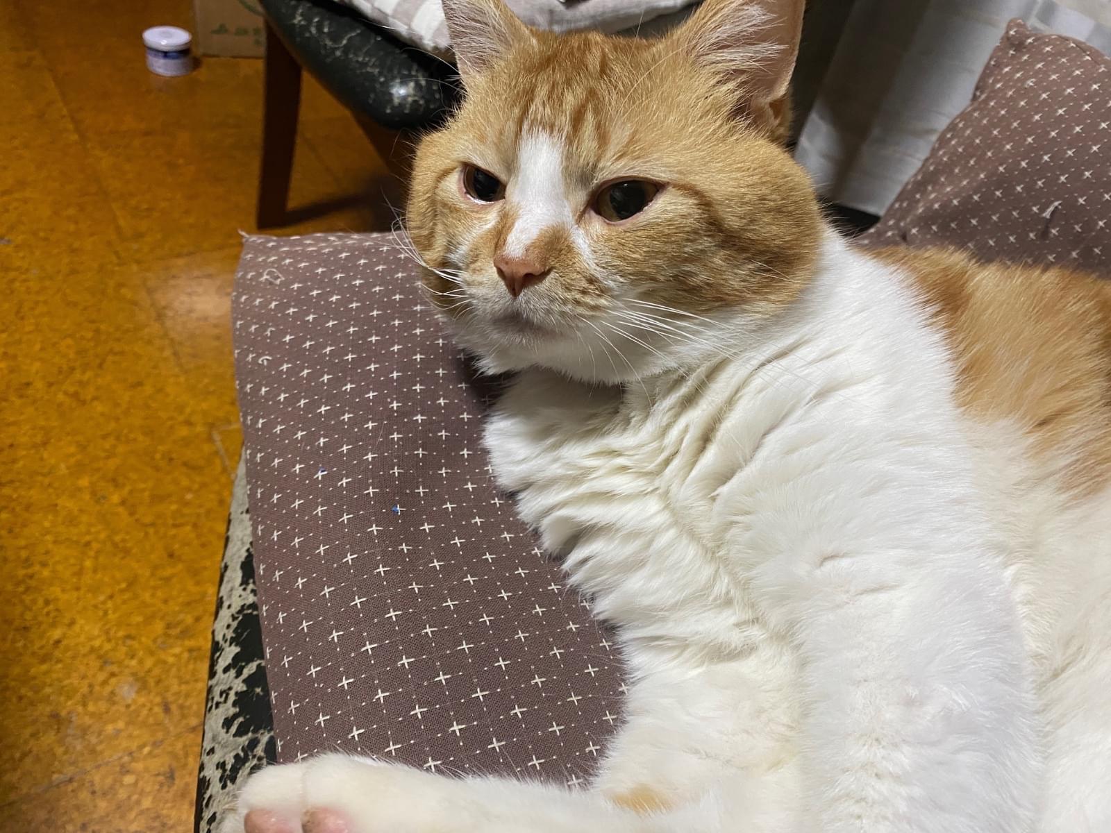 ぽっぽちゃん