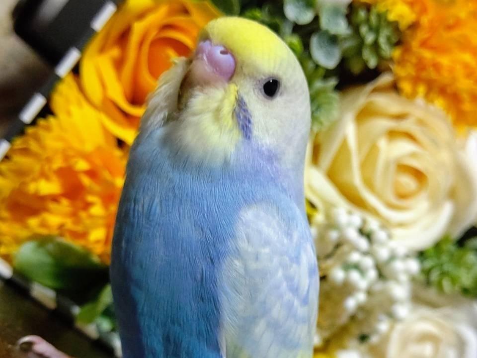 ラッキーちゃん ラッキーちゃん