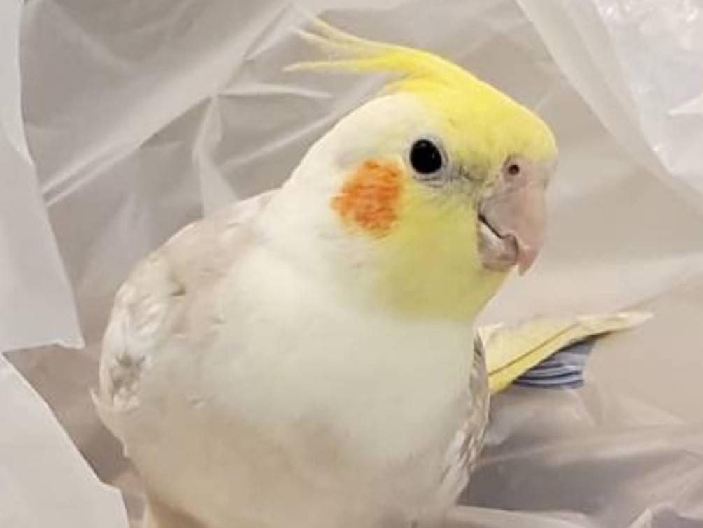 たんぽぽちゃん