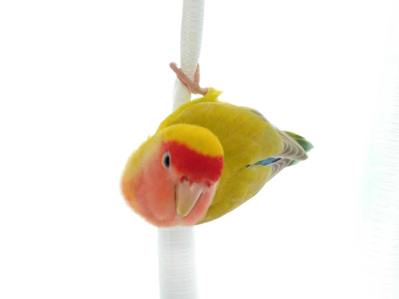 ソルちゃん ソルちゃん