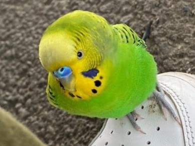 目撃された鳥 目撃された鳥