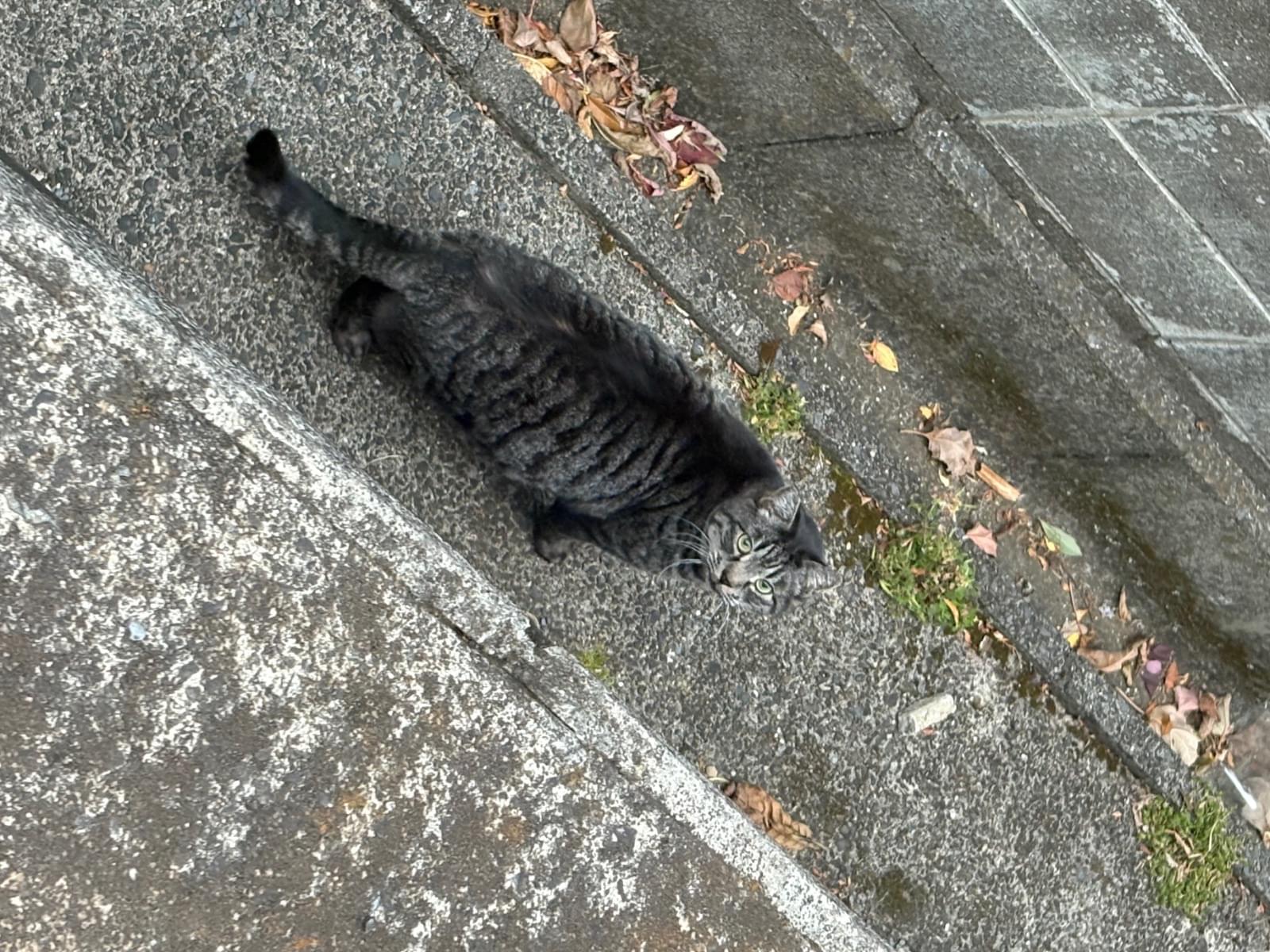 目撃された猫 目撃された猫