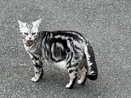 目撃された猫 目撃された猫