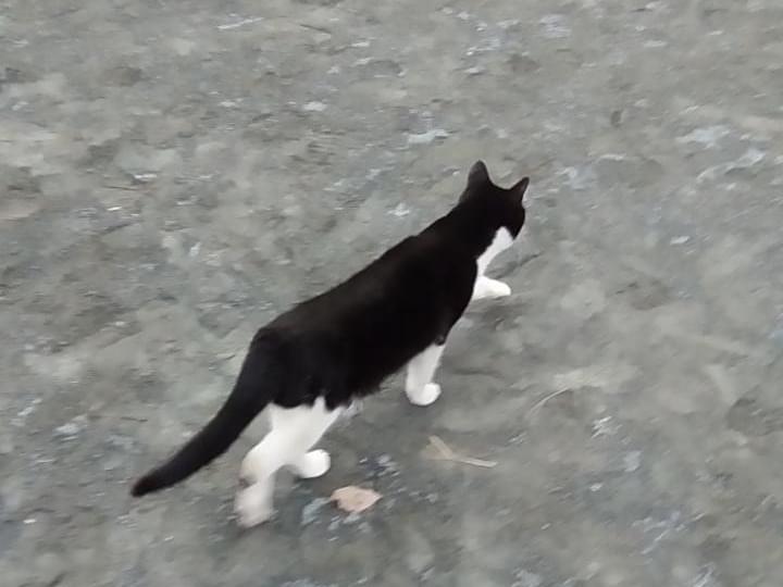 目撃された猫 目撃された猫