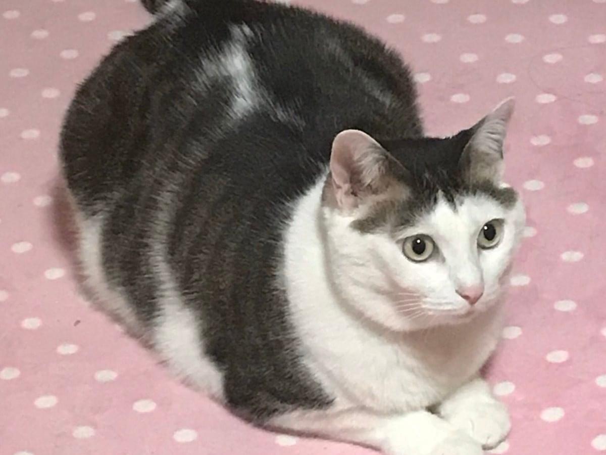 ナナちゃん ナナちゃん