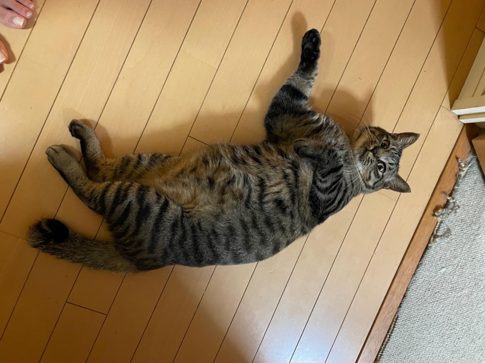 ちよまるちゃん ちよまるちゃん