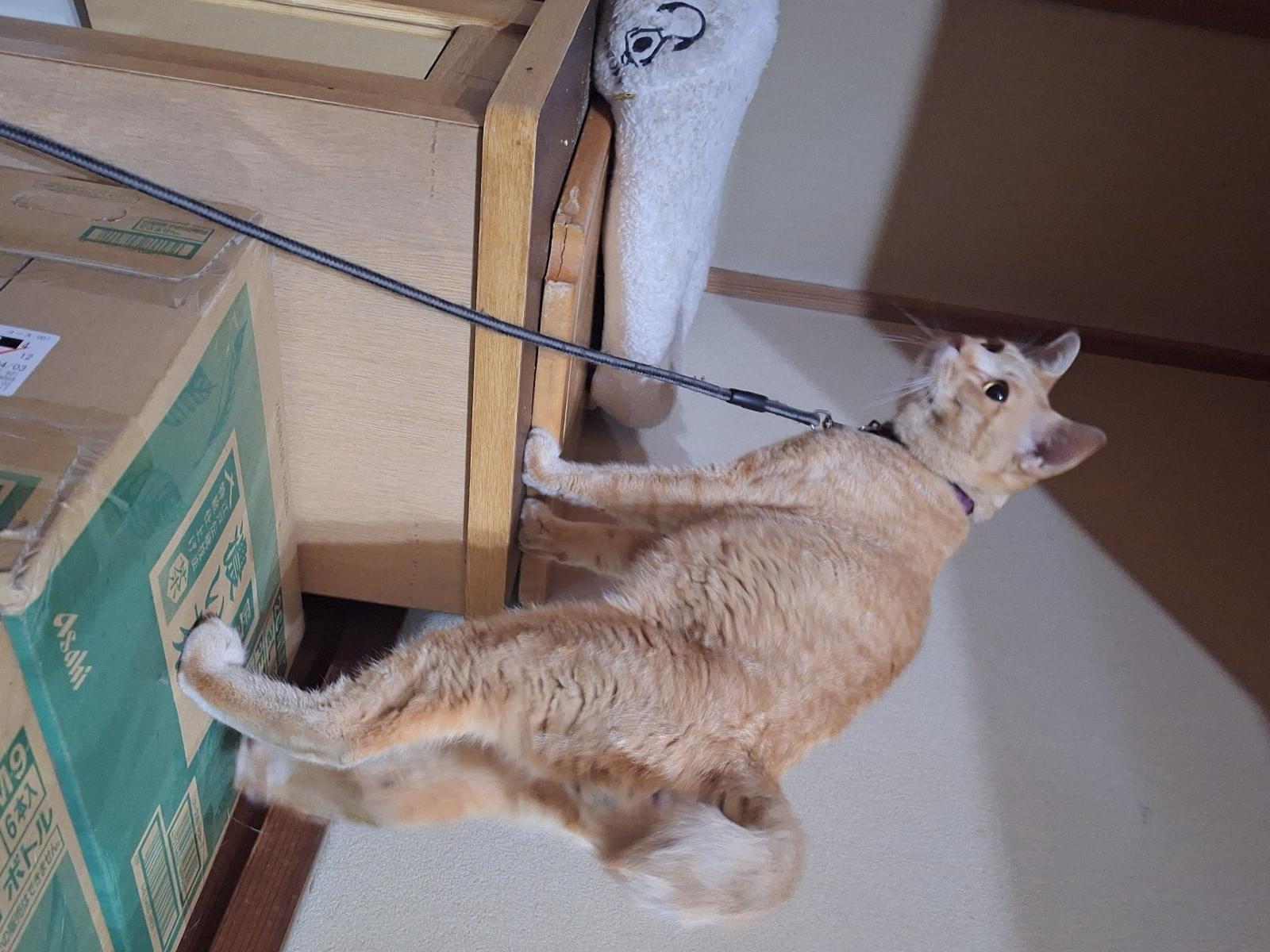 キーたんちゃん
