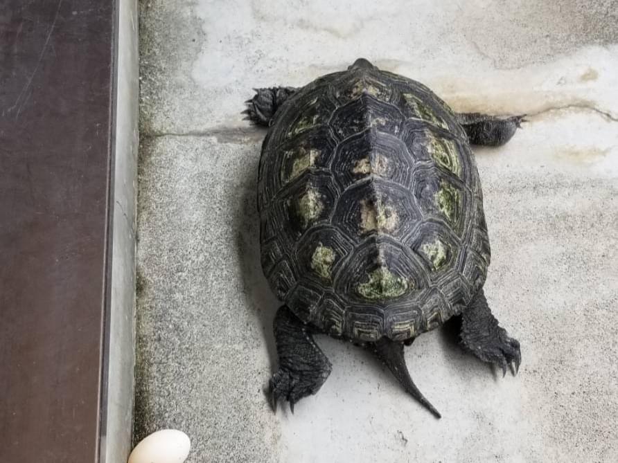 かめちゃん