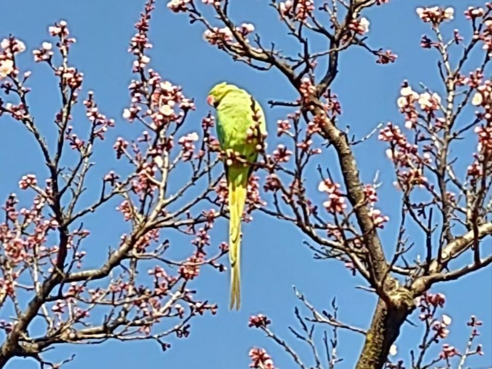 目撃された鳥 目撃された鳥